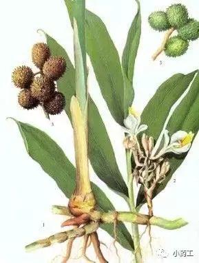 小药工祝你好孕之安胎药（一）