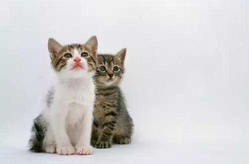 搞笑段子精选对话小明,小明滚出去之大头儿子小头爸爸