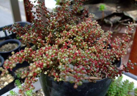 一种国内很少人种养的多肉植物,特别爱喝水,可以半水生