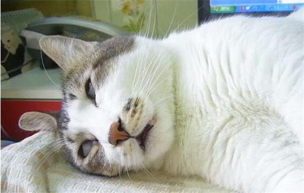 白癜风没必要治疗?你肯定不知道这些!