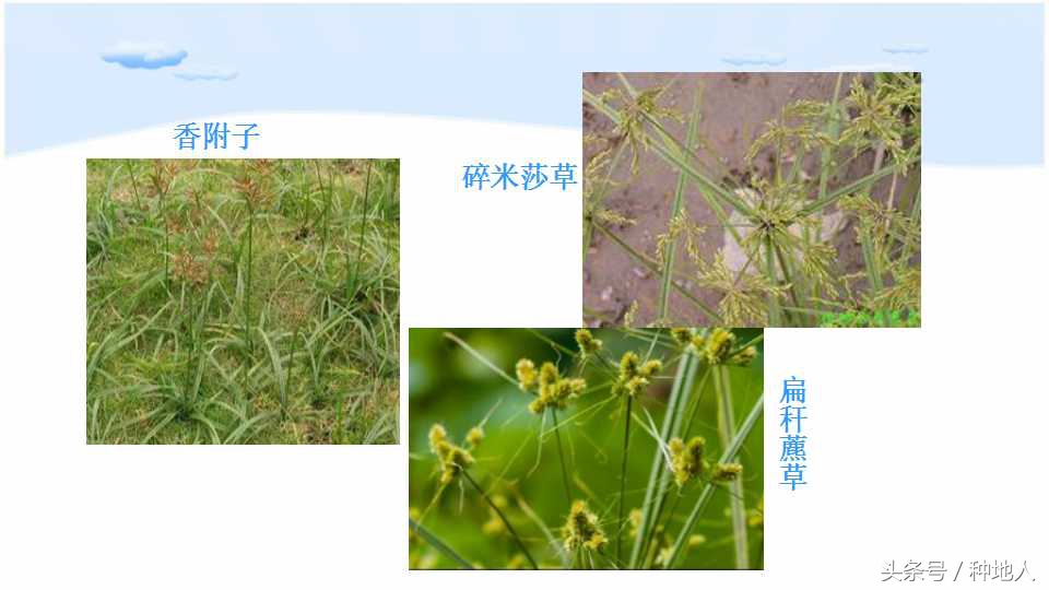 马上开始播种花生,快要种花生了