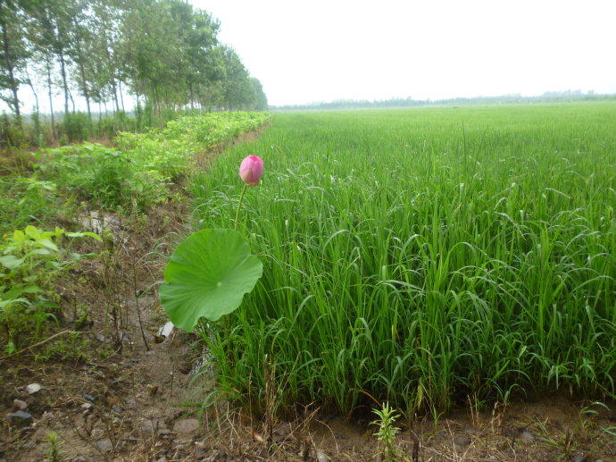 安庆最牛小区,安庆望江县第一大镇