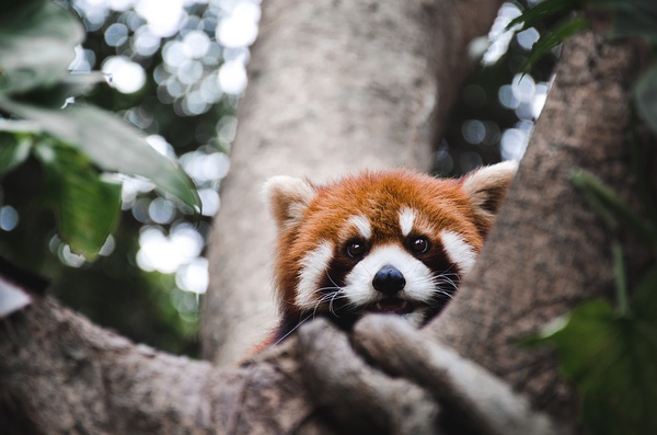 春季手机摄影大赛,摄影有哪些大赛