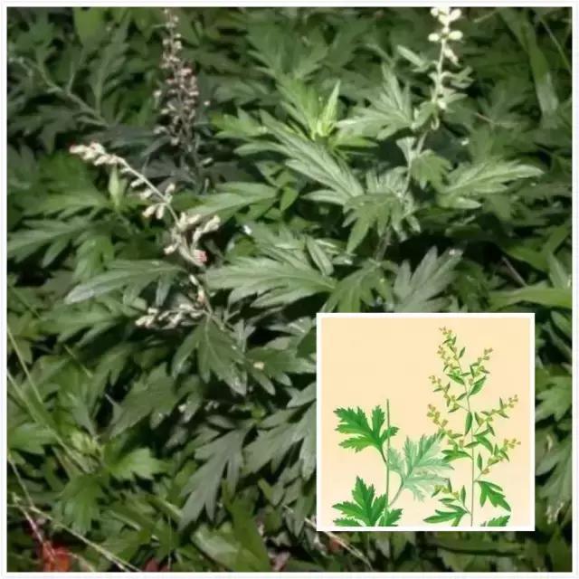 紫茎小叶灵艾,紫茎小叶灵艾图片