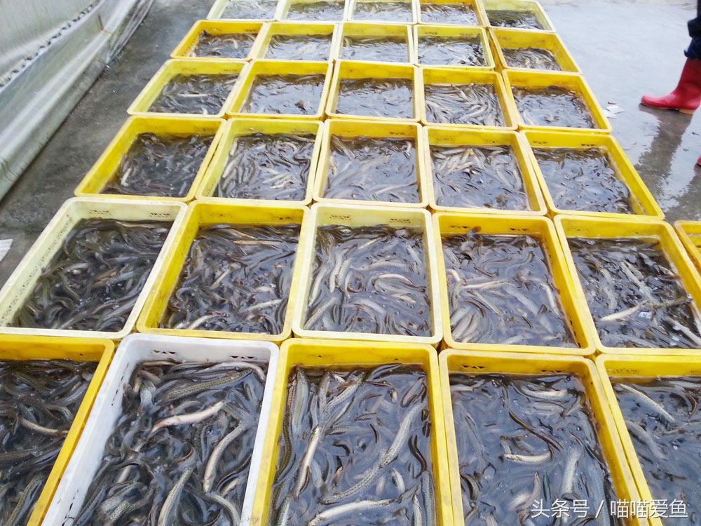 一亩地养泥鳅一年可以赚多少钱,养殖一亩泥鳅能赚多少钱