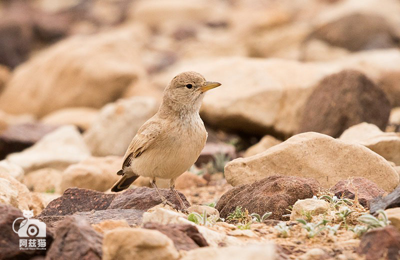 中东荒漠中的“特殊旅行”