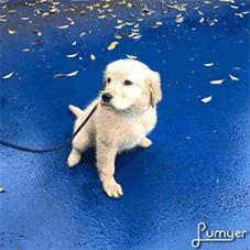 铲屎官拍同款,铲屎官的建议