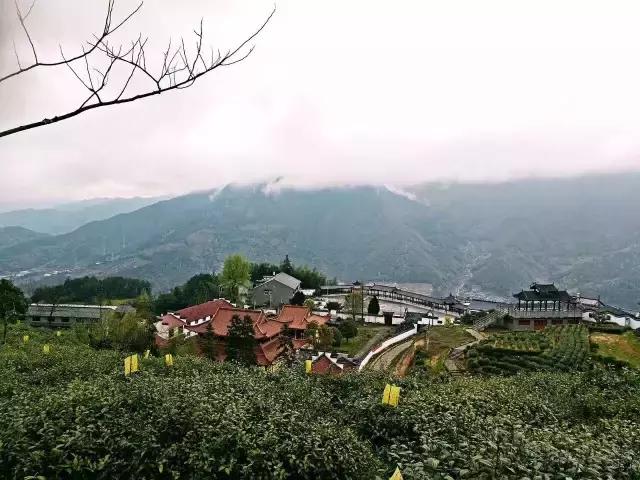 曾经的皇家贡茶,丽水龙泉贡茶