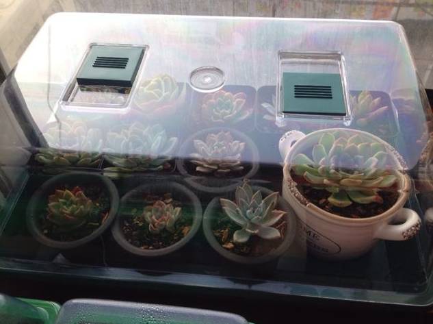 100分试卷考了60分算及格吗,多肉考试