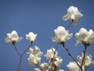 南方最好吃的炒鸡蛋,什么花炒鸡蛋最有营养