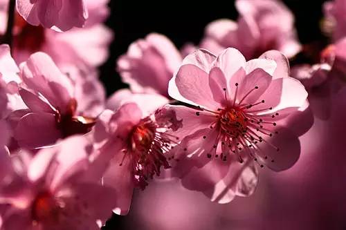 梅花香自苦寒来演讲稿,梅花香自苦寒来作文