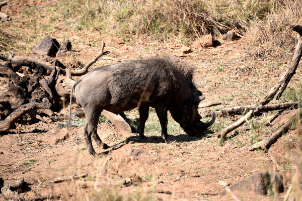 彩虹国家南非,彩虹国度南非之旅