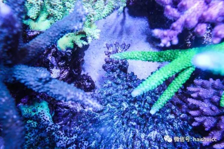 蛋炒饭的配方与做法,蛋炒饭的秘制酱料该怎么做