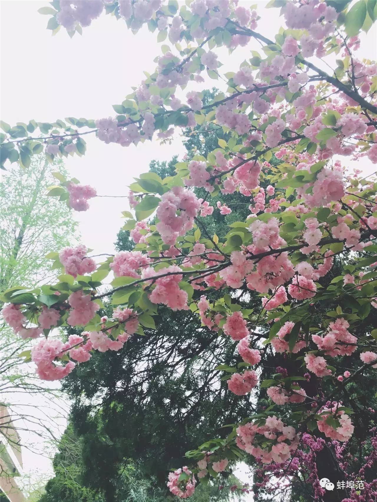 皖北最好的医院,蚌埠淮委医院厉害吗