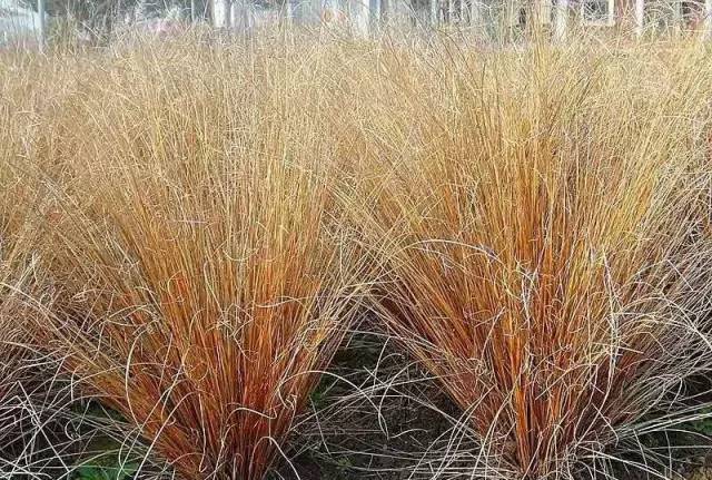 观赏草美景图片大全,观赏草叶