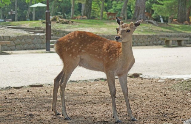 念念不忘必有回响日语,念念不忘必有回响再次相见