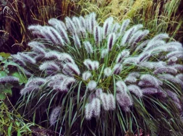 观赏草美景图片大全,观赏草叶