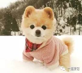 博美跟俊介是一种狗吗,博美俊介比熊有什么区别