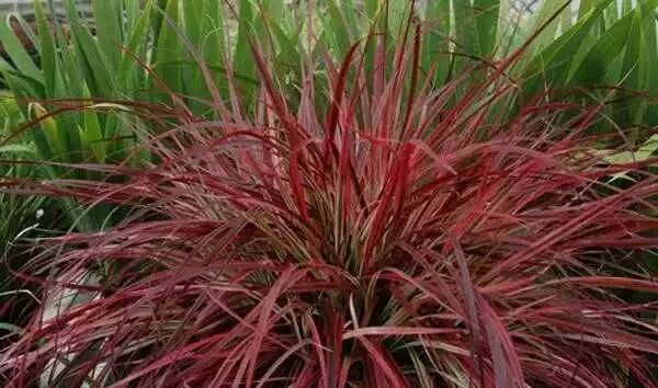 观赏草美景图片大全,观赏草叶