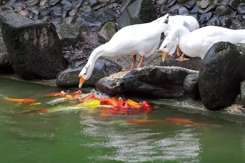城北踏春“新宠”！全球最美的城市出口，8万平方米的天子岭生态公园！带ta来