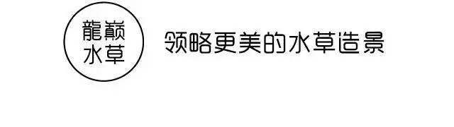 比较好打理的草缸,最适合新手的草缸