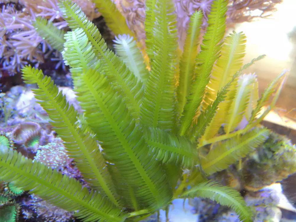 海缸海藻,海缸主缸可以养海藻吗