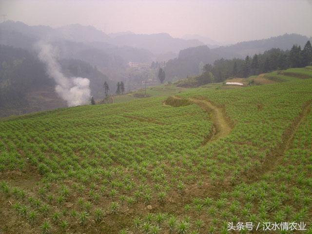 安徽羊奶果种植基地,优质羊奶果种植基地