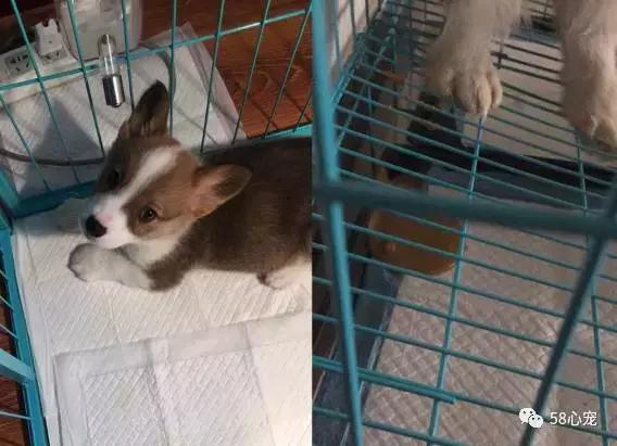 我是怎样把狗狗养死的（二）：我只是给它洗了个澡啊