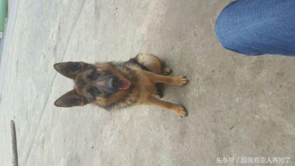 肩高50是怎么算的,肩高50cm正常吗