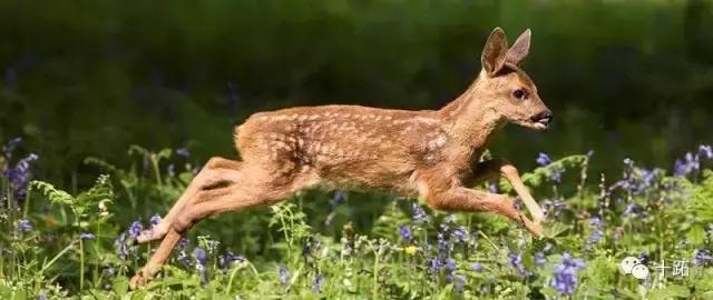 六神丸是秘密药方吗,六神丸的副作用出现还吃吗