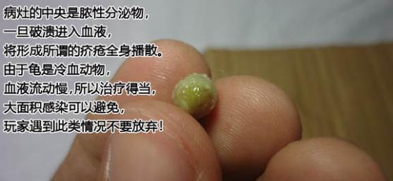 帮乌龟处理疥疮全过程,乌龟长疥疮了怎么治疗