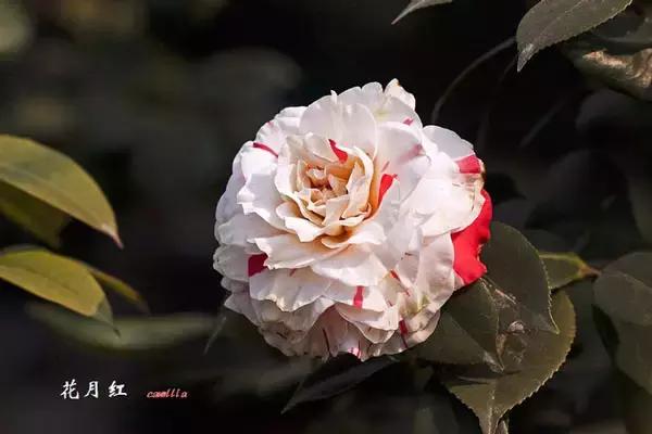 四大名花之山茶,中国百种山茶图片