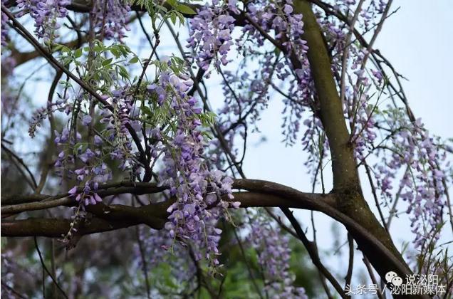 紫色藤花开,任丘紫藤花开