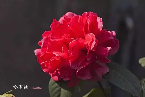 四大名花之山茶,中国百种山茶图片