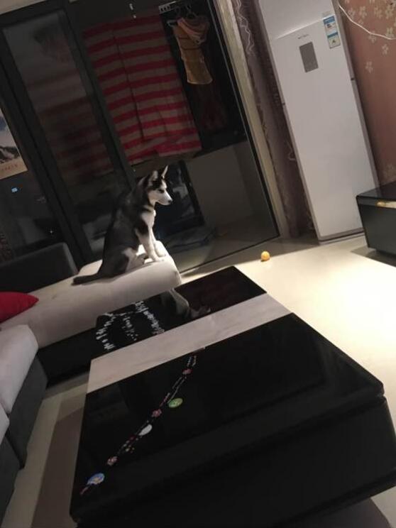 哈士奇该如何训练不拆家呢,怎么训练哈士奇在家不拆家