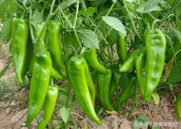 丰县的夏天,丰县人的回忆