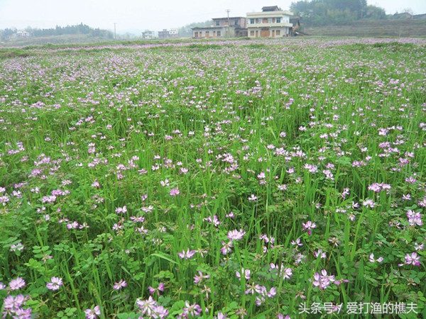 农民种地不容易顺口溜,农村种地顺口溜希望朋友们喜欢