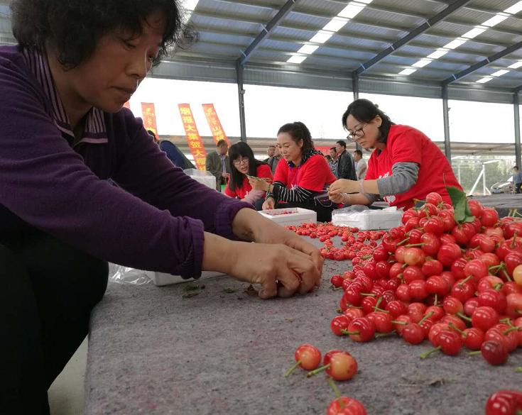 中国樱桃第一县,中国樱桃第一