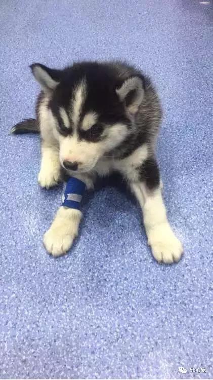 我是怎样把狗狗养死的（二）：我只是给它洗了个澡啊