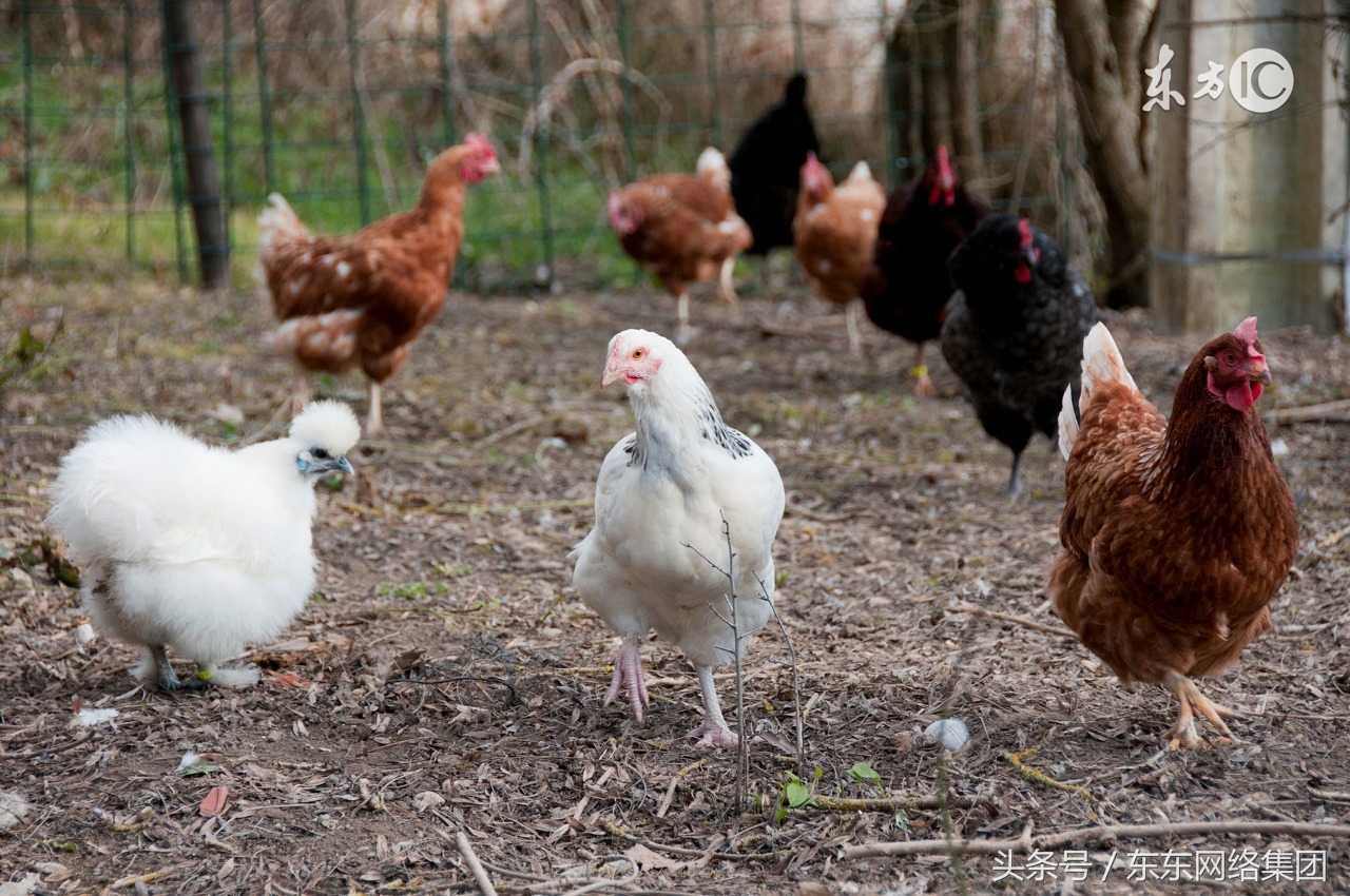 鸡群啄肛怎么解决,鸡群啄羽啄肛