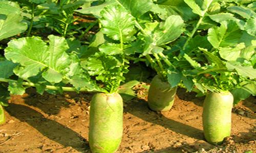 济南几大怪,济南10大怪