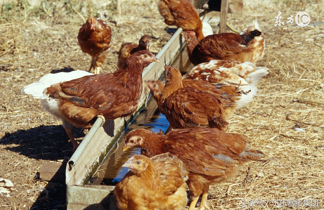 鸡群免疫前后应该注意的问题,鸡群热应激对鸡群的4点危害