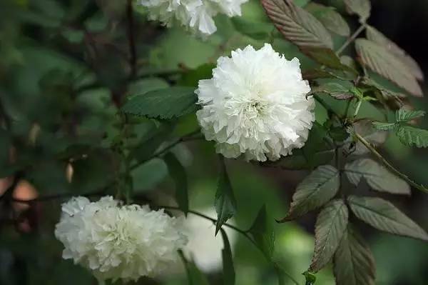 夜读｜谷雨：开到荼蘼花事了丝丝夭棘出莓墙