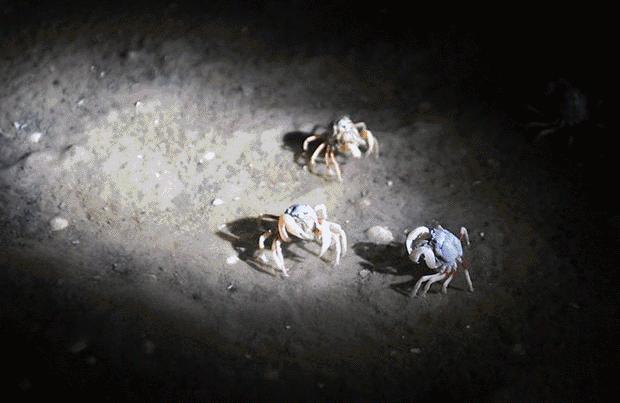 2900万年前的螃蟹,3500万年前的石头螃蟹