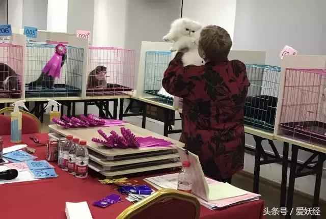 爱妖经｜赛场猫咪同款用品，主子们都拒绝不了的诱惑