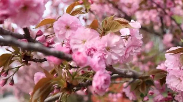 国家花木博览园旅游攻略,花木博览园一日游