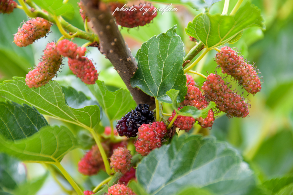 云端上的世外桃源，看看浇灌牛奶和土鸡蛋的有机乌龙茶长成啥样