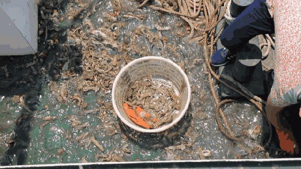 丹东腌制皮皮虾濑尿虾,濑尿虾好吃还是皮皮虾好吃