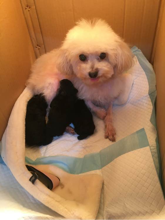 小贵宾怀孕20天不爱吃东西怎么办,贵宾怀孕一个月身体变化