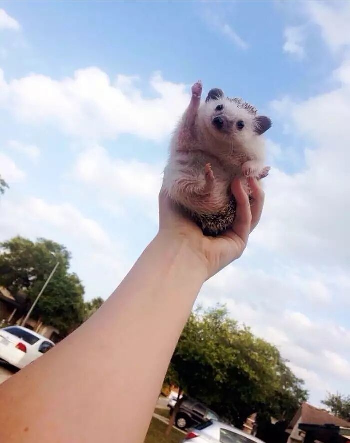 养一只刺猬,这么可爱的刺猬你也想养一只吗